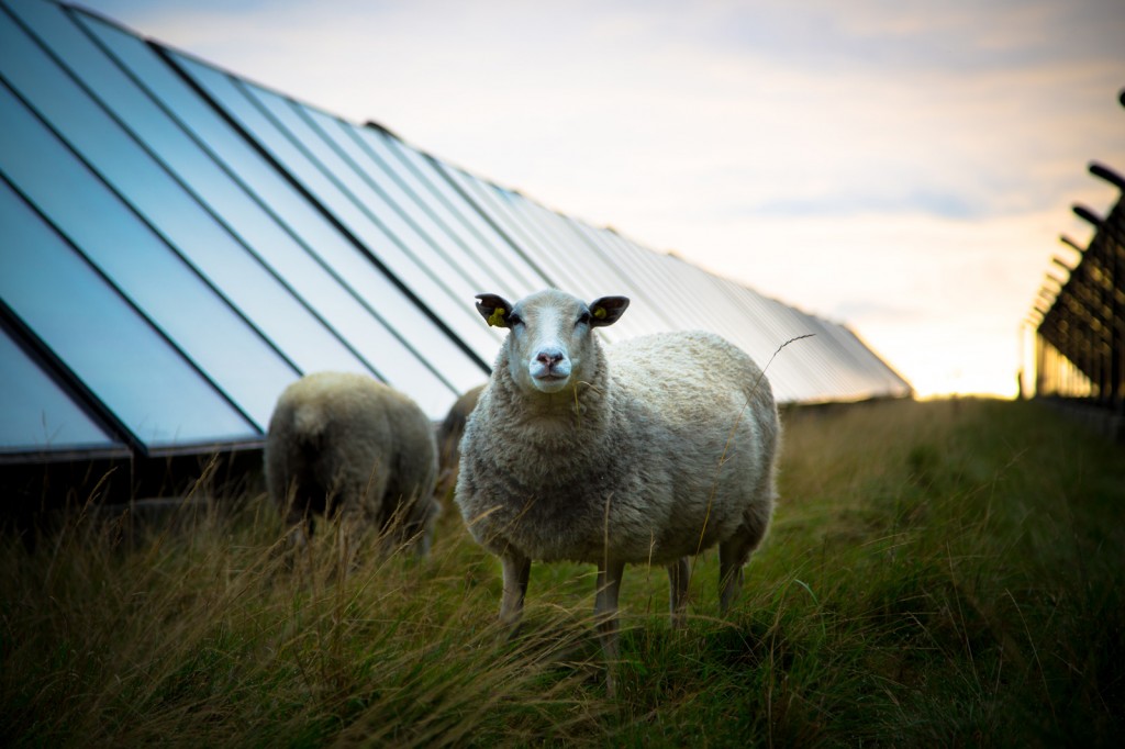 Solparkens Solceller - Sønderborg Fjernvarme