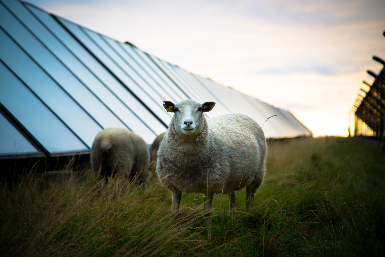 Solparkens solceller står op